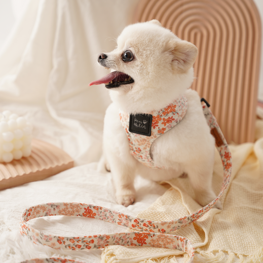 Harness-Orange Blossom-For Dog