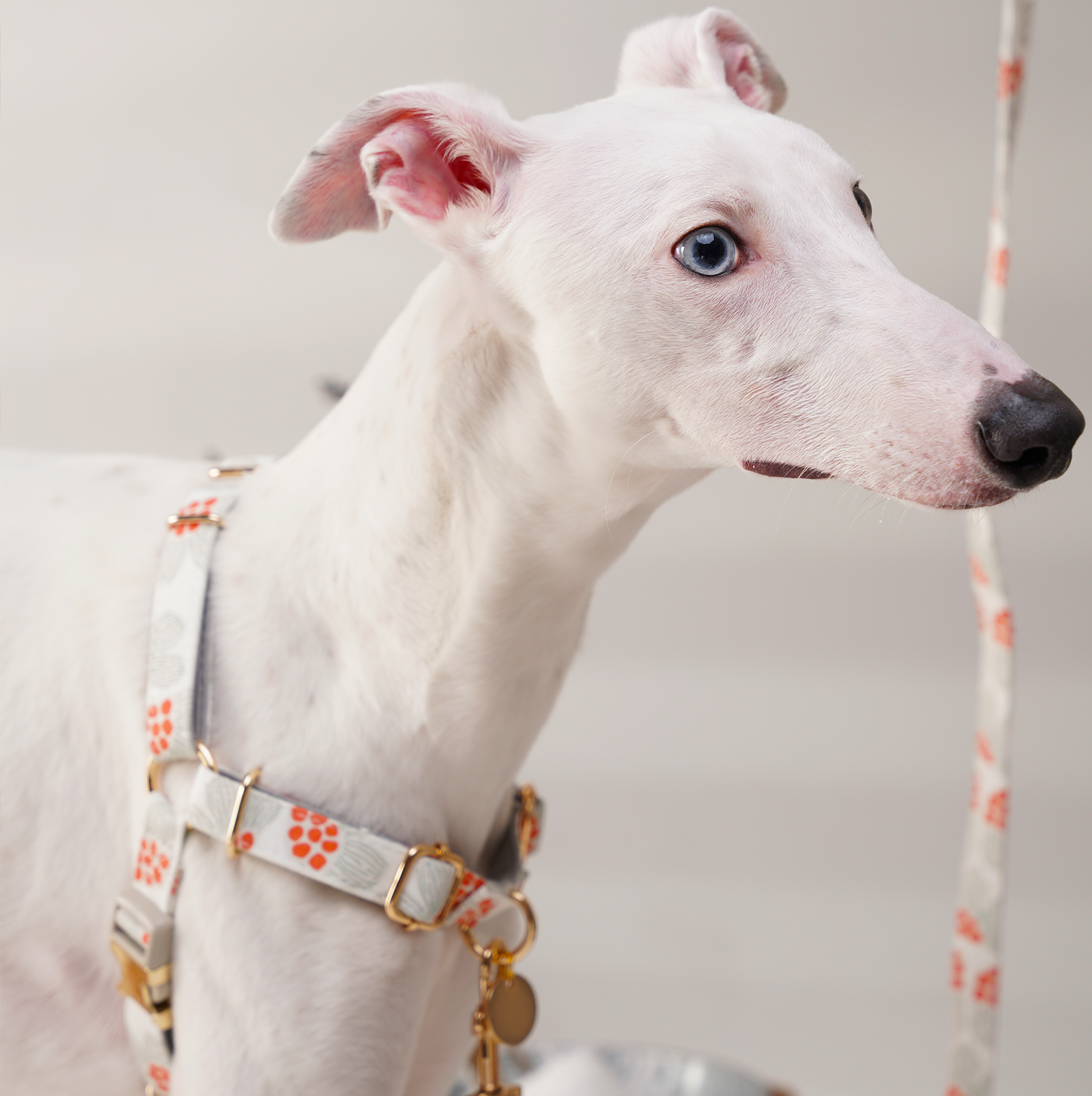 Pulling Stop Dog Harness-First Snow