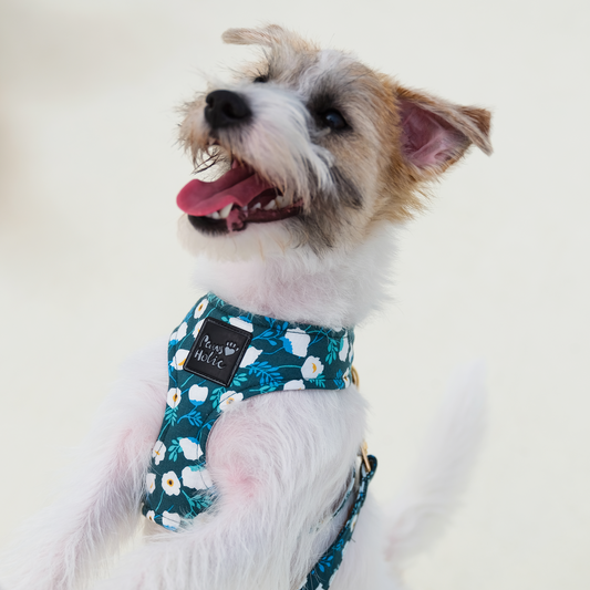 Harness-Camellia-For Dog