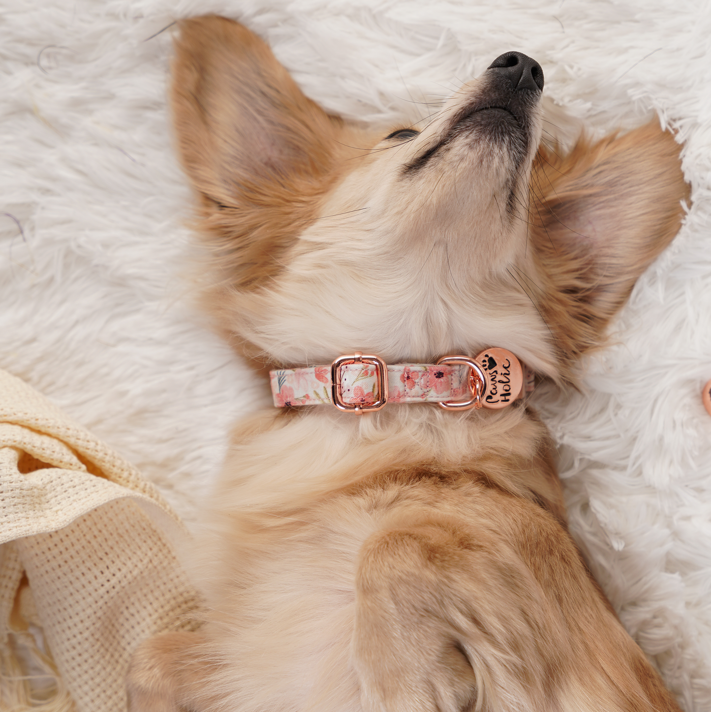 Dog collar-Cherry Blossoms