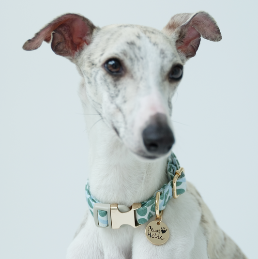 Dog collar-Minty Dew