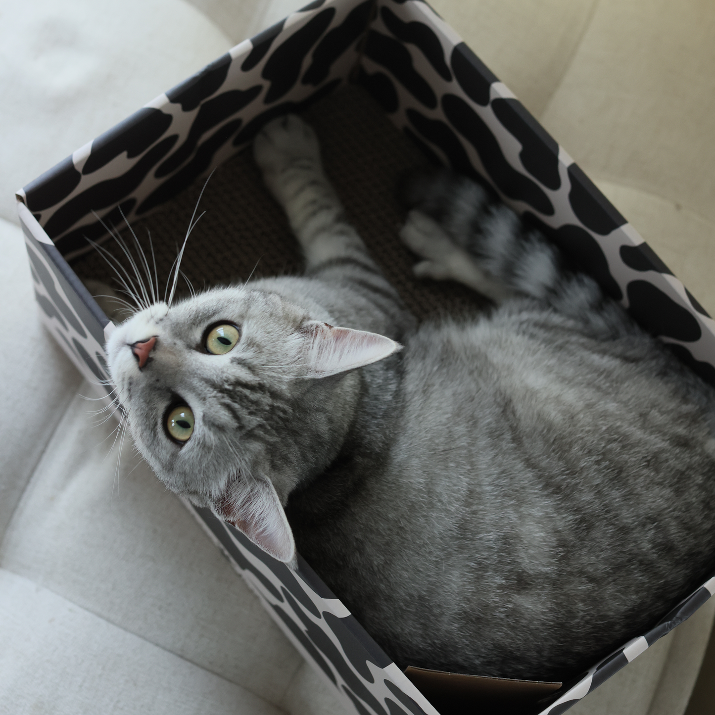 CAT BOX WITH SCRATCH BOARD